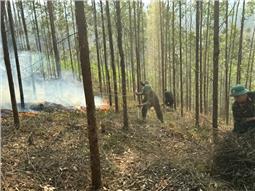 Trung đoàn 141 tham gia chữa cháy rừng tại huyện Hữu Lũng